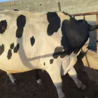 گوساله نر کشتار