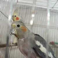 عروس هلندی
