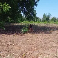 همکار خانم برای کار در مزرعه