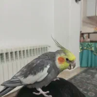 عروس هلندی نر سخنگو با قفس