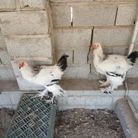فروش خروس برهما