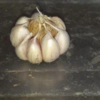 سیر بنفش درجه ۱