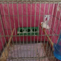 فنچ نر سفید درشت