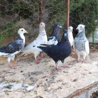 کبوتر