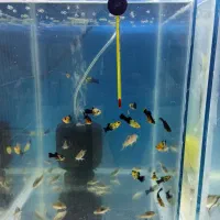 پرنده و اکواریم وماهی