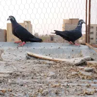 کفتر نرو ماده