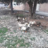 ،اردک ماده ،مرغ گلین و جوجه اردک