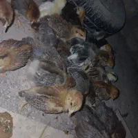 جوجه ۲۵ تا ۳۰ روزه
