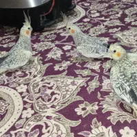 عروس هلندی گلباقی