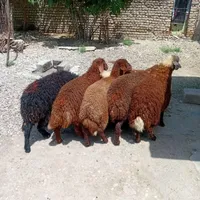 بره افشاری مخصوص قربانی چاق و کشتاری (گوسفند)