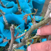 گردوی گلدونی آماده بارده نهال