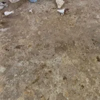 کبوتر