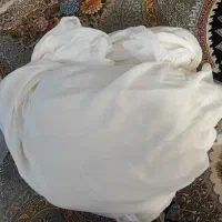 پشه بند بزرگ و سالم