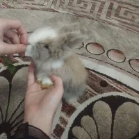 خرگوش چهار ماهه واکسن خورده