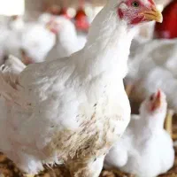 مرغ زنده گوشتی