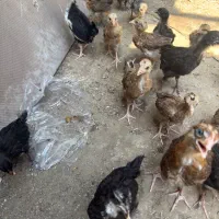 جوجه مرغ و خروس گلین ریشی