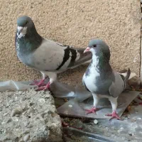 رنگی بهبهانی
