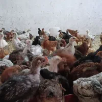 جوجه محلی واکسن خورده (تحویل در محل شما)