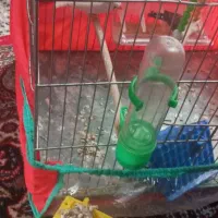 با سلام