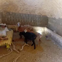 میش بره