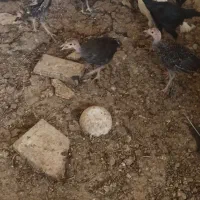 غاز بوقلمون