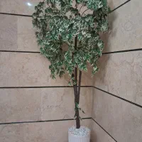 درختچه مصنوعی بنجامین