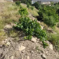 زمین در سیرانه