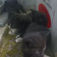 واگزاری گربه نژاد دی اس اچ