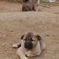 توله عراقی