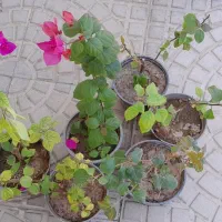 گل کاغذی رنگ صورتی موقعیت کاشمر