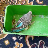 سه عدد مرغ عشق