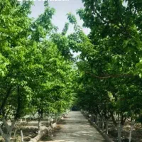 اجاره باغ ویلا جنگلی