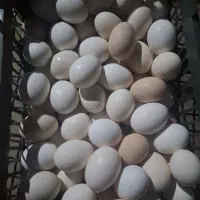 تخم مرغ محلی