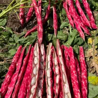 بذر لوبیا چیتی پاکوتاه ترکیه ای