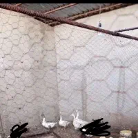 غاز محلی