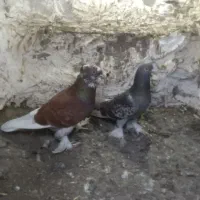 ترکیه خاص