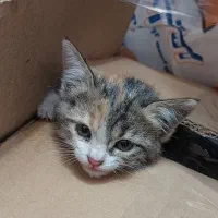 واگذاری بچه گربه کوچولو بامزه