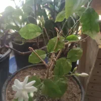 گل طبیعی درختچه ای معطر
