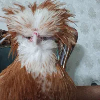 خروس لهستانی