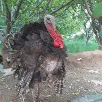 سه عدد  بوقلمون نر