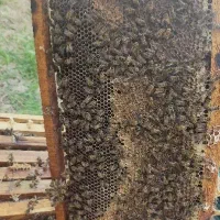 عسل تغذیه ای