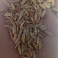 چلتک
