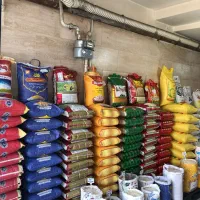 برنج هندی پاکستانی خاطره محسن طبیعت عنبربوعزیزان