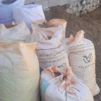 کود گاوی ارکان