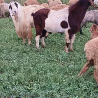 بز نر دامازدیخ