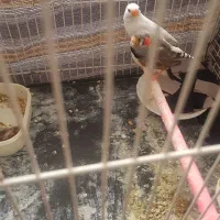 یک جفت فنج همراباجوجه