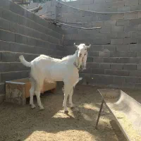 نر بزغاله پارساله