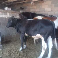 دو عدد گوساله نر فحل خارجی چاق