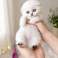 گربه عروسکی خونگی