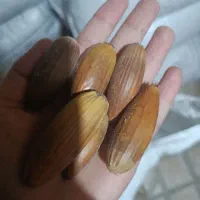 فروش بلوط درجه یک درشت